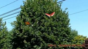 Липа мелколистная Гринспаер (greenspire) ? обзор: как сажать, саженцы, крупномеры липы Гринспаер