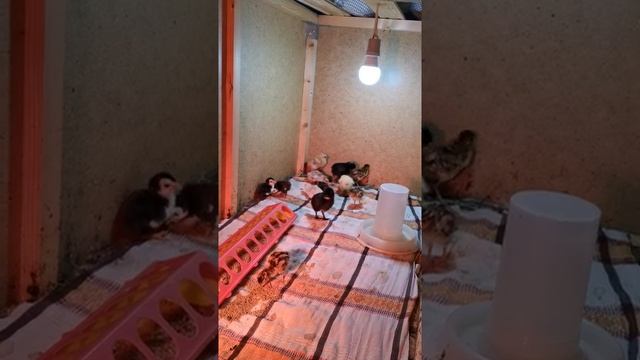 Ошибка при инкубации фазанов. смотреть онлайн