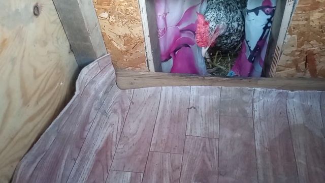 опять мудрю с гнездом,Надоела солома в гнезде и грязные яйца после дождей. #гнезда#яйца #курица