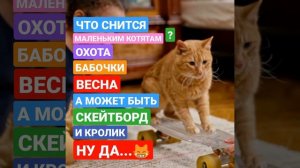 «КОШАЧЬИ СНЫ» — что снится котятам | дикая поэзия | стишки-порошки