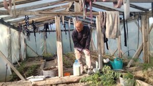 Чем обрабатывать тепличные помидоры