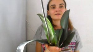 Профилактическая обработка орхидеи: замачивание корней в растворе максима и посадка в орхиату