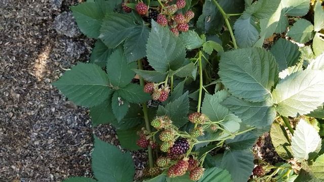 Ежевика - Навахо смотреть онлайн