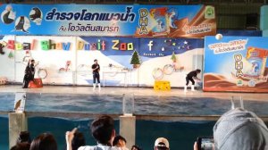 Indy&Metal Seal Show At Dusit Zoo 17-06-60