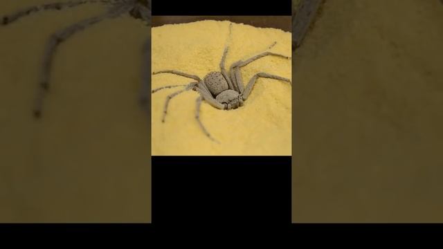 Укус шестиглазого песочного паука. Паук который прячется в песке.