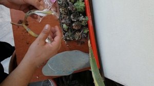 How to harvest seeds from Stapelia succulent plants