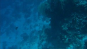 Риф отеля Pyramisa Beach Resort 5 Sharm El-Sheikh Egypt