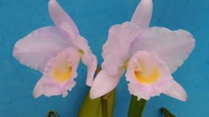Cattleya trianae f.concolor `Zullo'   (orchid)
