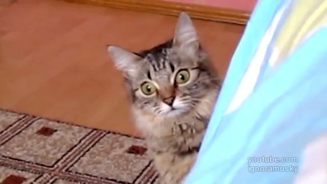 Кот! Внезапно! Жесть! смотреть онлайн