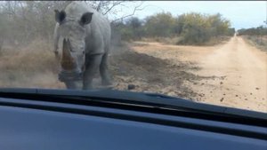 Носорог напал на машину | Rhino attacks car | Rhino vs car
