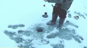 Зимняя ловля судака и берша на тюльку в Конаково (открытие сезона на Волге)