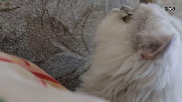 кот - кряква смотреть онлайн