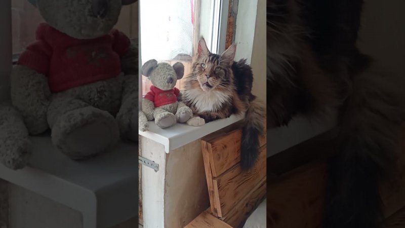 Лоря с Товарищем слушают музыку!) #музыка #любовь #кот #котики #песни #мейнкун #cat #юмор #cats