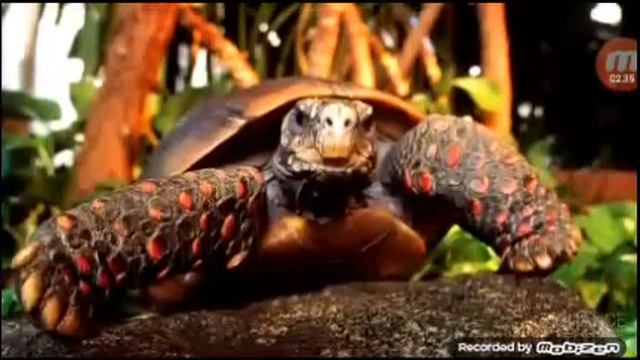 5 собак которые вернулись домой после многих лет ихней потери смотреть онлайн