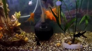 Золотые рыбки и телескопы.