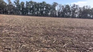 Озимая пшеница Юка по кукурузе на зерно. 29.09.2022.