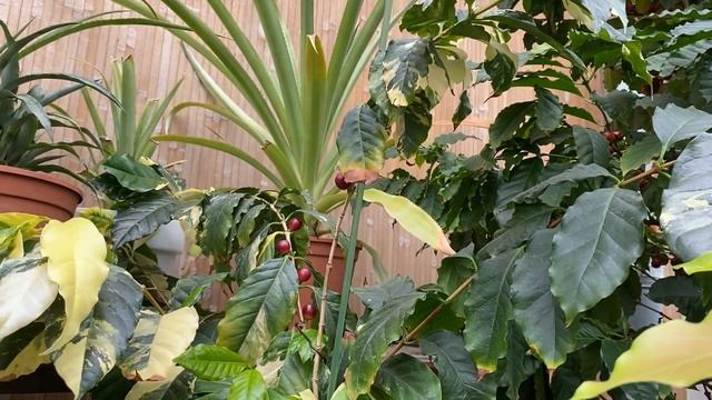 Тем временем в "домике для цитрусов" смотреть онлайн