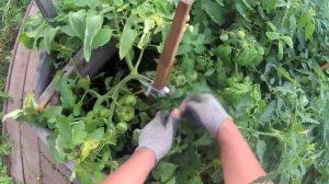06 - Уборка картофеля. Harvesting potatoes