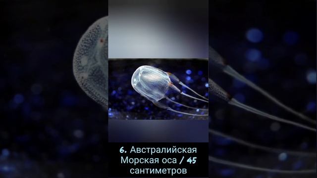 Топ-10 самых больших морских медуз в мире