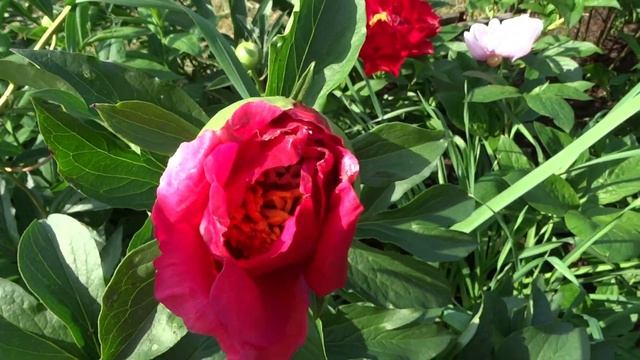 Пион Эйс оф Хартс / Peony Ace of Hearts - Сад на Волхове смотреть онлайн