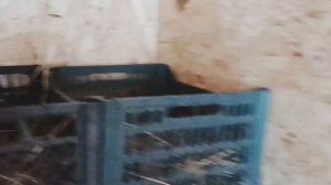 Зимний курятник. обзор доделок под зиму. Термостат и автоматическое вкл света.