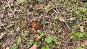 Нашёл лесное озеро и много грибов в Соболево