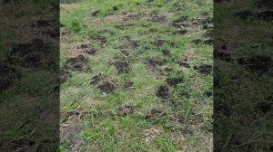 Посадка картофеля на целину.