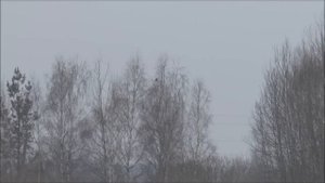 охота на тетеревов с чучелами .