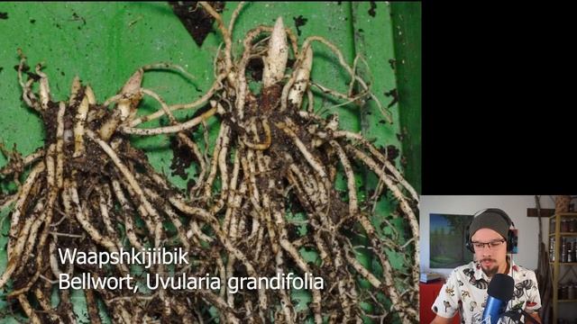 Bellwort - Waapshkijiibik - Uvularia grandiflora смотреть онлайн