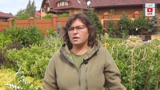 Цветущие кустарники которые не радуют.Часть 1. Форзиция