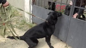 ЧЁРНЫЕ Немецкие овчарки  Мерс и Альфа. German Shepherd Dog.
