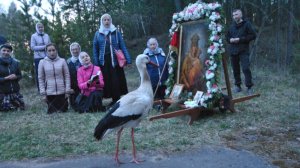 Аист-крестоходец