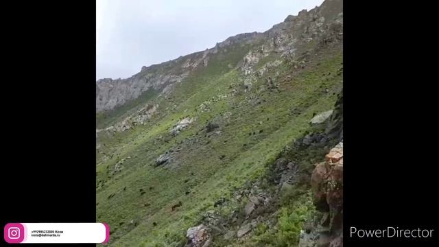 Гиссарские овцы Кози  сына Ходжимирзокарима на горных пастбищах