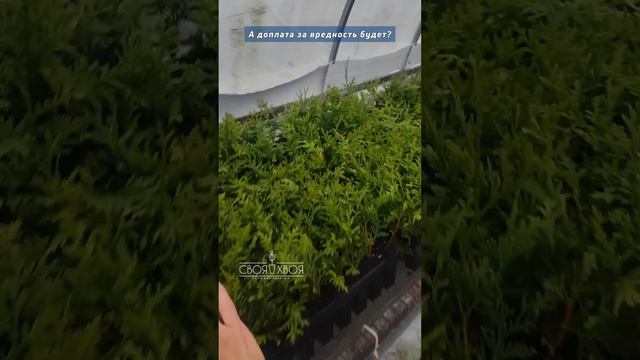 Готовим растения к отправке. ливни знатно усложняют процесс. Приходится сушить