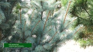 Ель колючая Изели Фастигиата