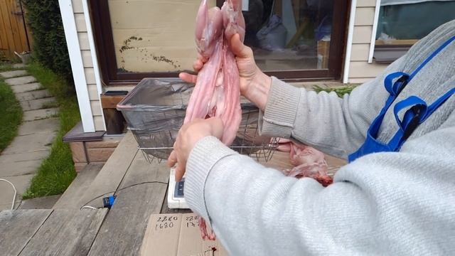 СКОЛЬКО МЯСА У КРОЛИКА ПОСЛЕ ЗАБОЯ РАЗВЕДЕНИЕ КРОЛИКОВ калифорнийской породы смотреть онлайн
