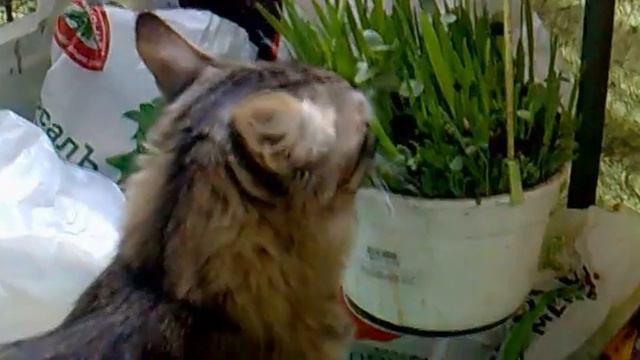 Пуша ест траву смотреть онлайн