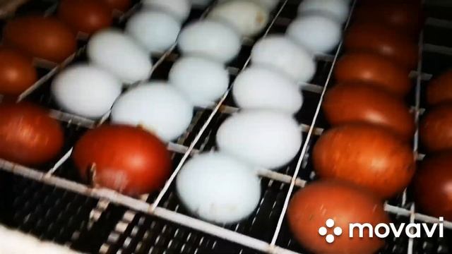 Гусята, муларды, цыплята в продаже - как я содержу птенцов