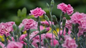 Какие цветы можно посадить под зиму