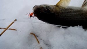 Сплав в верховьях Томи в октябре за Хариусом