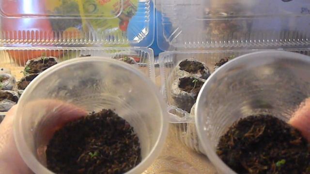 Отсчёт посева Елизаветы 2. Клубника (Садовая земляника) смотреть онлайн