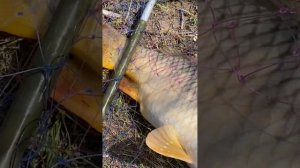 Весеняя рыбалка в Узбекистане 2023г