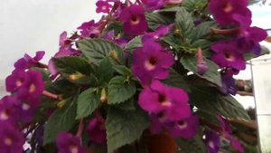 Ахименес Lavender Fancy