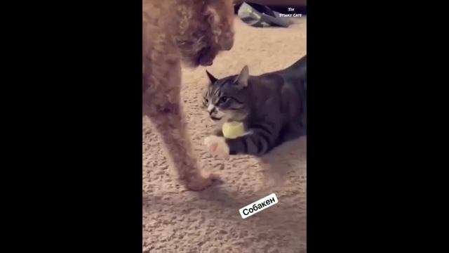 КАК КОШКА С СОБАКОЙ - 2 ))