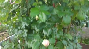 Розочка Пьер де Ронсар.