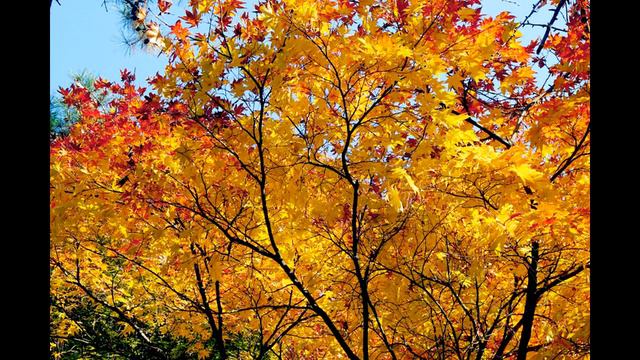 Bach - Siciliano from Sonata BWV 1031 - Flute смотреть онлайн