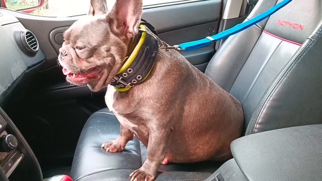 Как протекает беременность французского бульдога Деметры, сколько щенков? смотреть онлайн