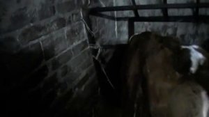 КОРОВА, ОТ ЧЕГО ЗАВИСИТ ЖИРНОСТЬ МОЛОКА? Чем я кормлю телку и корову.