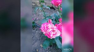 Обзор сорта розы Сатин