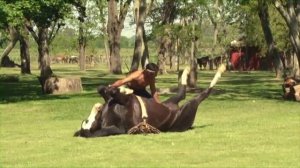 Йога с лошадью. Невероятное зрелище